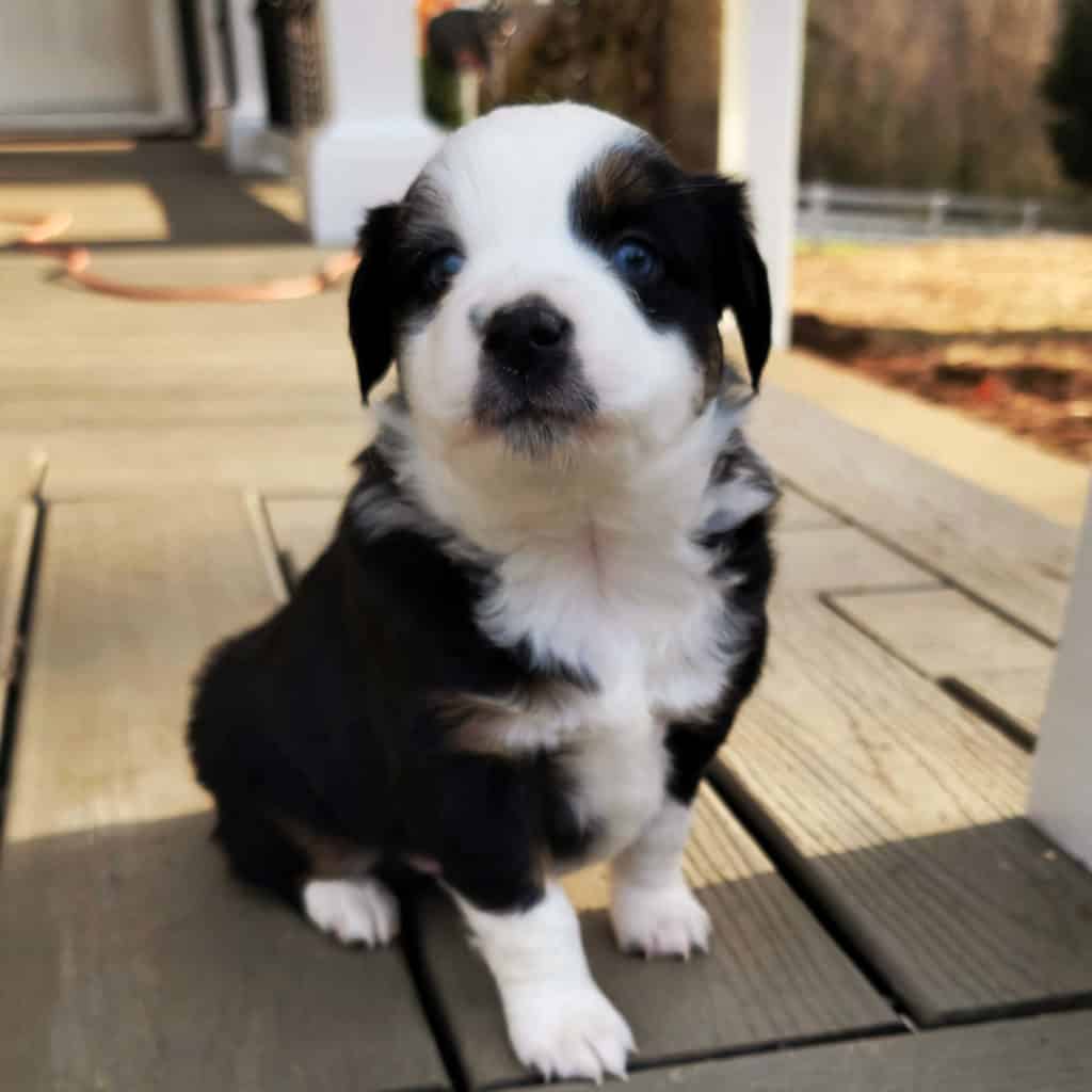 Black and white blue eyed Miniature Australian Shepherd male