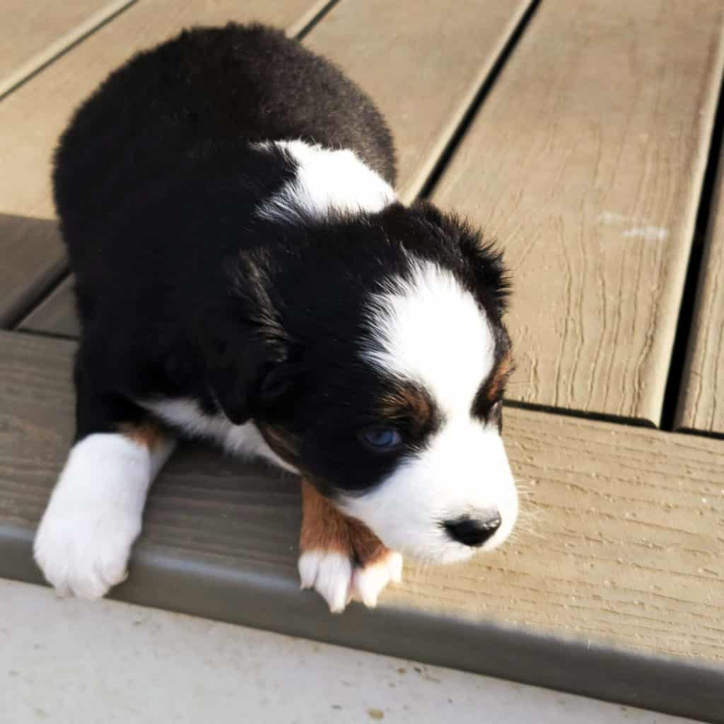 Black tricolor blue eyed Miniature Australian Shepherd male